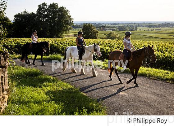 RANDONNEE EQUESTRE DANS LES VIGNES DE L' APPELLATION  MONTAGNE SAINT EMILION, VINS DE BORDEAUX. (33V43413.jpg)