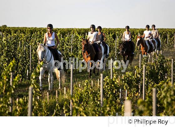 RANDONNEE EQUESTRE DANS LES VIGNES DE L' APPELLATION  MONTAGNE SAINT EMILION, VINS DE BORDEAUX. (33V43414.jpg)
