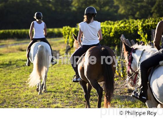 RANDONNEE EQUESTRE DANS LES VIGNES DE L' APPELLATION  MONTAGNE SAINT EMILION, VINS DE BORDEAUX. (33V43418.jpg)