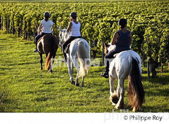 RANDONNEE EQUESTRE DANS LES VIGNES DE L' APPELLATION  MONTAGNE SAINT EMILION, VINS DE BORDEAUX. (33V43423.jpg)