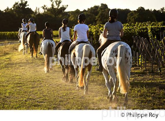 RANDONNEE EQUESTRE DANS LES VIGNES DE L' APPELLATION  MONTAGNE SAINT EMILION, VINS DE BORDEAUX. (33V43424.jpg)