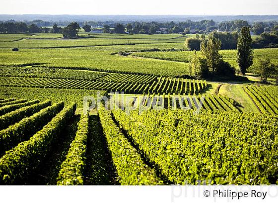 PAYSAGE VITICOLE DE L' AOC MONTAGNE SAINT-EMILION, VIGNOBLE BORDELAIS, GIRONDE, AQUITAINE. (33V43602.jpg)