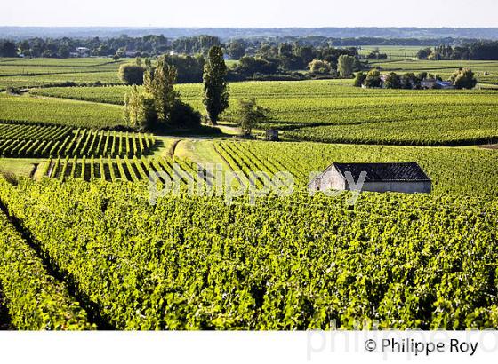 PAYSAGE VITICOLE DE L' AOC MONTAGNE SAINT-EMILION, VIGNOBLE BORDELAIS, GIRONDE, AQUITAINE. (33V43603.jpg)