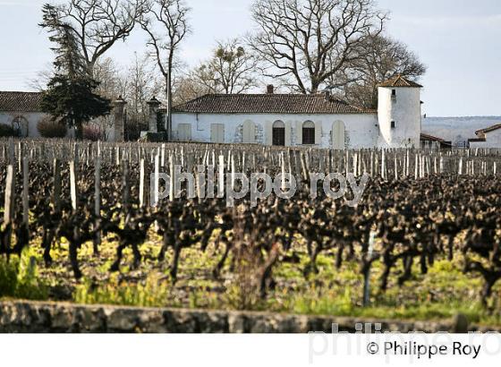 CHATEAU VITICOLE  DU SAUTERNAIS, VIN DE SAUTERNES , GIRONDE. (33V43621.jpg)