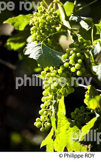 NOUAISON D' UNE GRAPPE DE RAISIN, CYCLE VEGETATIF DE LA VIGNE,  VIGNOBLE DE BORDEAUX,  GIRONDE. (33V43623.jpg)