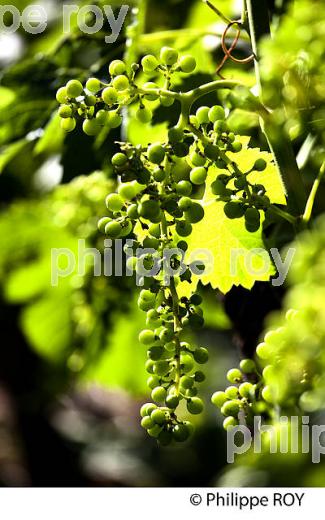 NOUAISON D' UNE GRAPPE DE RAISIN, CYCLE VEGETATIF DE LA VIGNE,  VIGNOBLE DE BORDEAUX,  GIRONDE. (33V43625.jpg)