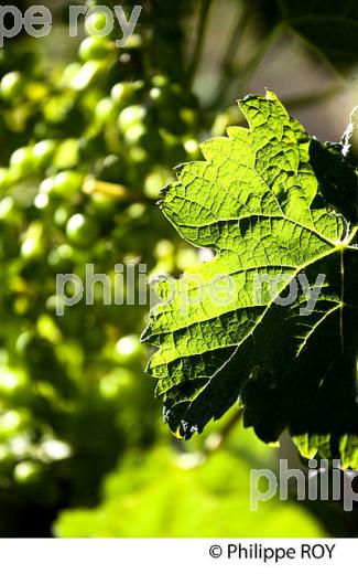 NOUAISON D' UNE GRAPPE DE RAISIN, CYCLE VEGETATIF DE LA VIGNE,  VIGNOBLE DE BORDEAUX,  GIRONDE. (33V43627.jpg)