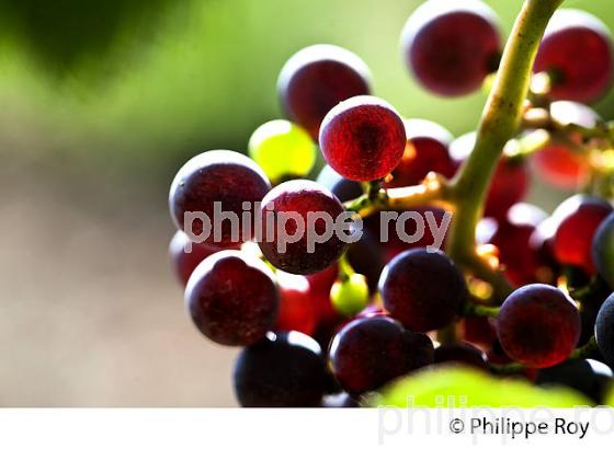 VERAISON D' UNE GRAPPE DE RAISIN ROUGE , CYCLE VEGETATIF D ELA VIGNE, VIGNOBLE DE BORDEAUX,  GIRONDE. (33V43631.jpg)