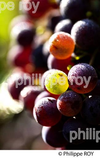 VERAISON D' UNE GRAPPE DE RAISIN ROUGE , CYCLE VEGETATIF D ELA VIGNE, VIGNOBLE DE BORDEAUX,  GIRONDE. (33V43636.jpg)