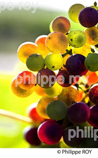 VERAISON D' UNE GRAPPE DE RAISIN ROUGE , CYCLE VEGETATIF D ELA VIGNE, VIGNOBLE DE BORDEAUX,  GIRONDE. (33V43640.jpg)