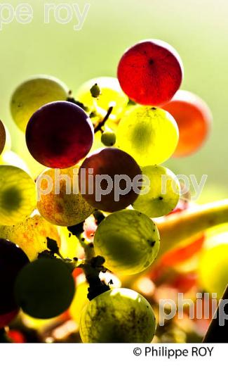 VERAISON D' UNE GRAPPE DE RAISIN ROUGE , CYCLE VEGETATIF D ELA VIGNE, VIGNOBLE DE BORDEAUX,  GIRONDE. (33V43703.jpg)