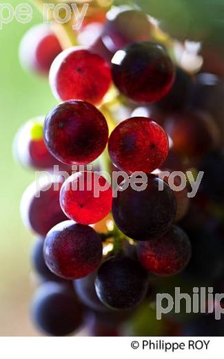 VERAISON D' UNE GRAPPE DE RAISIN ROUGE , CYCLE VEGETATIF D ELA VIGNE, VIGNOBLE DE BORDEAUX,  GIRONDE. (33V43707.jpg)