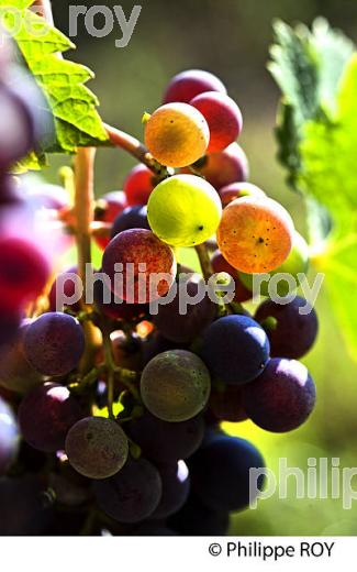 VERAISON D' UNE GRAPPE DE RAISIN ROUGE , CYCLE VEGETATIF D ELA VIGNE, VIGNOBLE DE BORDEAUX,  GIRONDE. (33V43709.jpg)