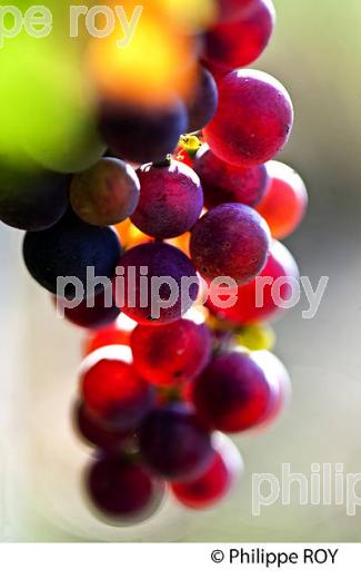 VERAISON D' UNE GRAPPE DE RAISIN ROUGE , CYCLE VEGETATIF D ELA VIGNE, VIGNOBLE DE BORDEAUX,  GIRONDE. (33V43710.jpg)