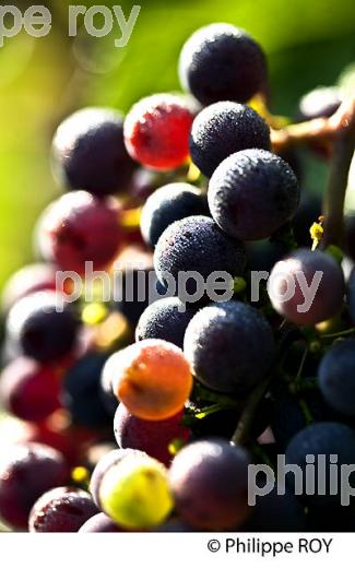 VERAISON D' UNE GRAPPE DE RAISIN ROUGE , CYCLE VEGETATIF D ELA VIGNE, VIGNOBLE DE BORDEAUX,  GIRONDE. (33V43716.jpg)