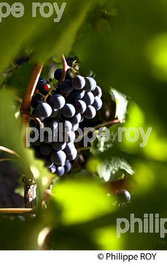 GRAPPE DE RAISIN ROUGE AVANT VENDANGE,CYCLE VEGETATIF DE LA VIGNE, VIGNOBLE DE BORDEAUX,  GIRONDE. (33V43720.jpg)