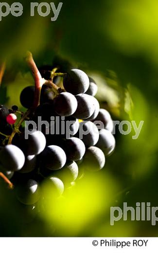GRAPPE DE RAISIN ROUGE AVANT VENDANGE,CYCLE VEGETATIF DE LA VIGNE, VIGNOBLE DE BORDEAUX,  GIRONDE. (33V43721.jpg)