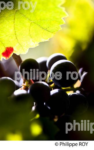 GRAPPE DE RAISIN ROUGE AVANT VENDANGE,CYCLE VEGETATIF DE LA VIGNE, VIGNOBLE DE BORDEAUX,  GIRONDE. (33V43723.jpg)