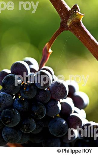 GRAPPE DE RAISIN ROUGE AVANT VENDANGE,CYCLE VEGETATIF DE LA VIGNE, VIGNOBLE DE BORDEAUX,  GIRONDE. (33V43725.jpg)