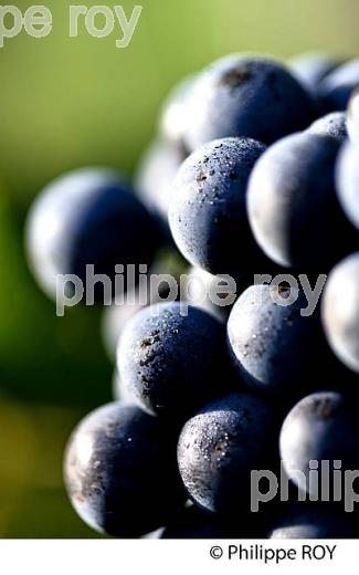 GRAPPE DE RAISIN ROUGE AVANT VENDANGE,CYCLE VEGETATIF DE LA VIGNE, VIGNOBLE DE BORDEAUX,  GIRONDE. (33V43726.jpg)