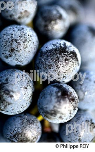 GRAPPE DE RAISIN ROUGE AVANT VENDANGE,CYCLE VEGETATIF DE LA VIGNE, VIGNOBLE DE BORDEAUX,  GIRONDE. (33V43727.jpg)