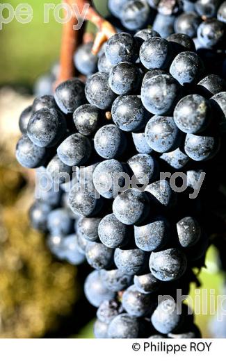 GRAPPE DE RAISIN ROUGE AVANT VENDANGE,CYCLE VEGETATIF DE LA VIGNE, VIGNOBLE DE BORDEAUX,  GIRONDE. (33V43729.jpg)