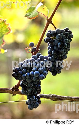 GRAPPE DE RAISIN ROUGE AVANT VENDANGE,CYCLE VEGETATIF DE LA VIGNE, VIGNOBLE DE BORDEAUX,  GIRONDE. (33V43730.jpg)