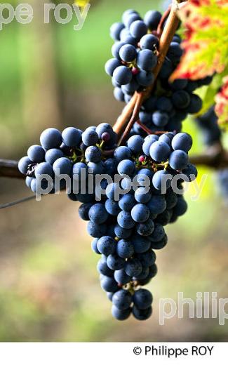 GRAPPE DE RAISIN ROUGE AVANT VENDANGE,CYCLE VEGETATIF DE LA VIGNE, VIGNOBLE DE BORDEAUX,  GIRONDE. (33V43731.jpg)