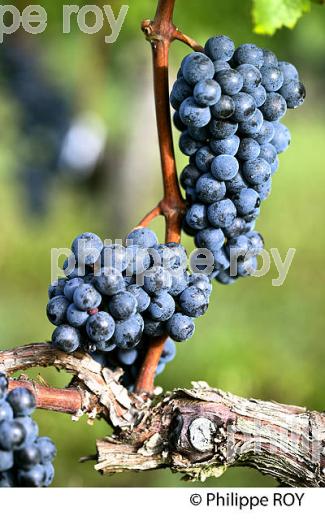 GRAPPE DE RAISIN ROUGE AVANT VENDANGE,CYCLE VEGETATIF DE LA VIGNE, VIGNOBLE DE BORDEAUX,  GIRONDE. (33V43732.jpg)