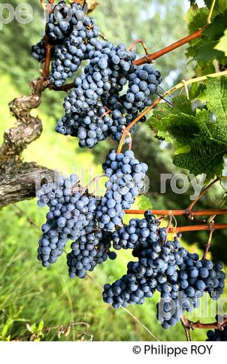 GRAPPE DE RAISIN ROUGE AVANT VENDANGE,CYCLE VEGETATIF DE LA VIGNE, VIGNOBLE DE BORDEAUX,  GIRONDE. (33V43733.jpg)