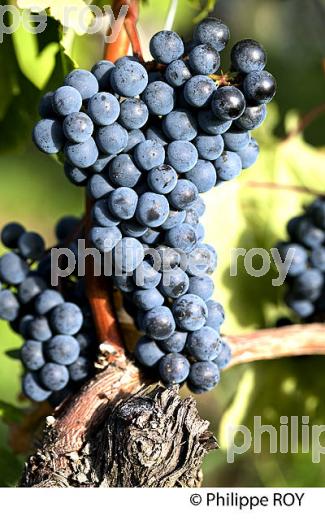 GRAPPE DE RAISIN ROUGE AVANT VENDANGE,CYCLE VEGETATIF DE LA VIGNE, VIGNOBLE DE BORDEAUX,  GIRONDE. (33V43737.jpg)
