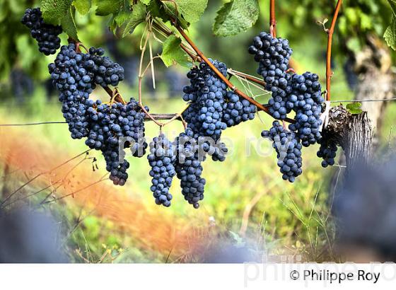 GRAPPE DE RAISIN ROUGE AVANT VENDANGE,CYCLE VEGETATIF DE LA VIGNE, VIGNOBLE DE BORDEAUX,  GIRONDE. (33V43801.jpg)