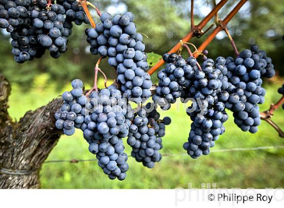 GRAPPE DE RAISIN ROUGE AVANT VENDANGE,CYCLE VEGETATIF DE LA VIGNE, VIGNOBLE DE BORDEAUX,  GIRONDE. (33V43802.jpg)