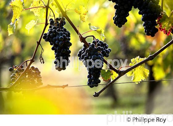 GRAPPE DE RAISIN ROUGE AVANT VENDANGE,CYCLE VEGETATIF DE LA VIGNE, VIGNOBLE DE BORDEAUX,  GIRONDE. (33V43803.jpg)