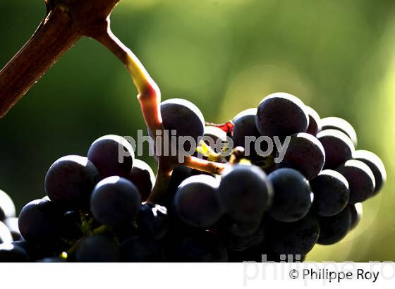 GRAPPE DE RAISIN ROUGE AVANT VENDANGE,CYCLE VEGETATIF DE LA VIGNE, VIGNOBLE DE BORDEAUX,  GIRONDE. (33V43804.jpg)