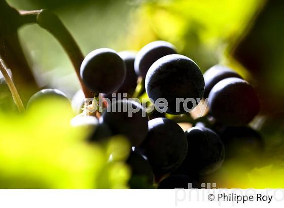 GRAPPE DE RAISIN ROUGE AVANT VENDANGE,CYCLE VEGETATIF DE LA VIGNE, VIGNOBLE DE BORDEAUX,  GIRONDE. (33V43807.jpg)