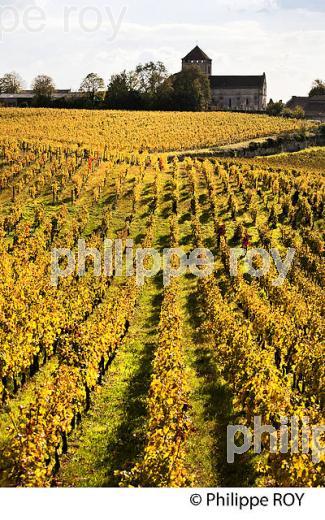 VILLAGE DE MONTAGNE ET PAYSAGE VITICOLE DE L'  AOC MONTAGNE SAINT-EMILION, VIGNOBLE DE BORDEAUX,  GIRONDE. (33V43819.jpg)