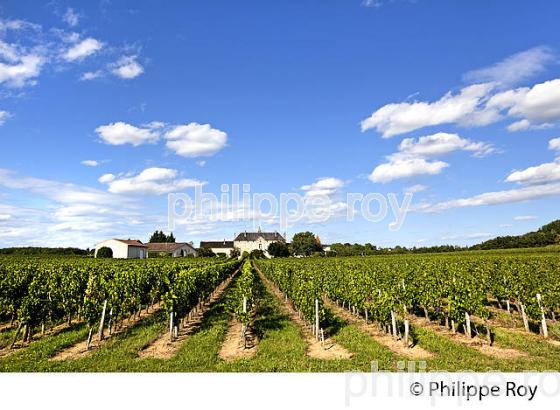 CHATEAU DE COUSY ET VIGNE,  AOC MONTAGNE SAINT-EMILION, VIGNOBLE DE BORDEAUX,  GIRONDE. (33V43826.jpg)
