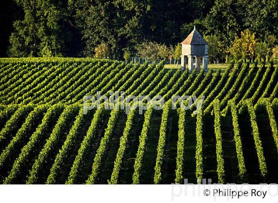 PIGEONNIER ET VIGNES DU CHATEAU CORBIN   , AOC MONTAGNE SAINT-EMILION, VIGNOBLE DE BORDEAUX,  GIRONDE. (33V43912.jpg)