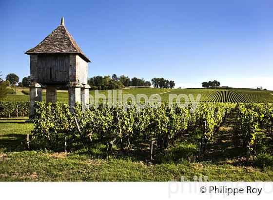 PIGEONNIER ET VIGNES DU CHATEAU CORBIN   , AOC MONTAGNE SAINT-EMILION, VIGNOBLE DE BORDEAUX,  GIRONDE. (33V43914.jpg)
