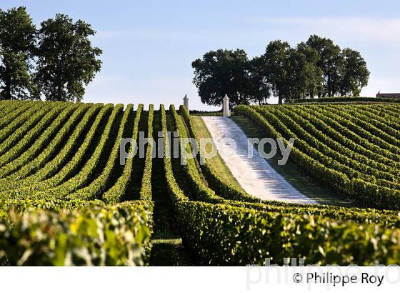 PORTAIL ET  VIGNES DU CHATEAU CORBIN   , AOC MONTAGNE SAINT-EMILION, VIGNOBLE DE BORDEAUX,  GIRONDE. (33V43932.jpg)