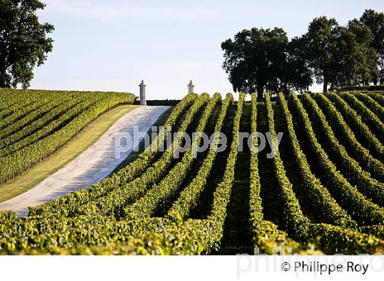 PORTAIL ET  VIGNES DU CHATEAU CORBIN   , AOC MONTAGNE SAINT-EMILION, VIGNOBLE DE BORDEAUX,  GIRONDE. (33V43935.jpg)
