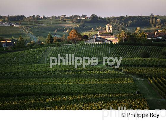 PAYSAGE VITICOLE DE L' APPELLATION   MONTAGNE SAINT-EMILION, VIGNOBLE DE BORDEAUX, GIRONDE. (33V44005.jpg)