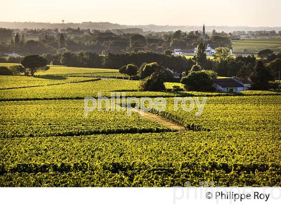 PAYSAGE VITICOLE DE L' APPELLATION   MONTAGNE SAINT-EMILION, VIGNOBLE DE BORDEAUX, GIRONDE. (33V44033.jpg)