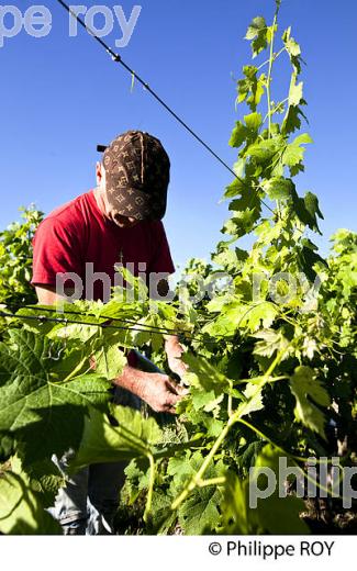 RELEVAGE MANUEL  DE  LA VIGNE EN ETE ,  AOC MONTAGNE SAINT-EMILION, VIGNOBLE DE BORDEAUX,  GIRONDE. (33V44222.jpg)