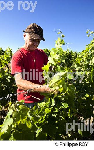 RELEVAGE MANUEL  DE  LA VIGNE EN ETE ,  AOC MONTAGNE SAINT-EMILION, VIGNOBLE DE BORDEAUX,  GIRONDE. (33V44223.jpg)