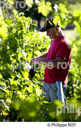 RELEVAGE MANUEL  DE  LA VIGNE EN ETE ,  AOC MONTAGNE SAINT-EMILION, VIGNOBLE DE BORDEAUX,  GIRONDE. (33V44224.jpg)