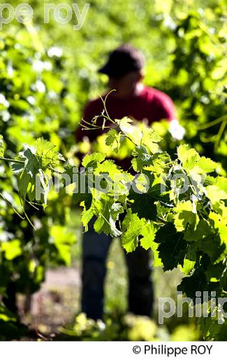 RELEVAGE MANUEL  DE  LA VIGNE EN ETE ,  AOC MONTAGNE SAINT-EMILION, VIGNOBLE DE BORDEAUX,  GIRONDE. (33V44226.jpg)