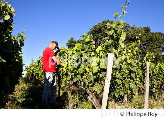 RELEVAGE MANUEL  DE  LA VIGNE EN ETE ,  AOC MONTAGNE SAINT-EMILION, VIGNOBLE DE BORDEAUX,  GIRONDE. (33V44234.jpg)