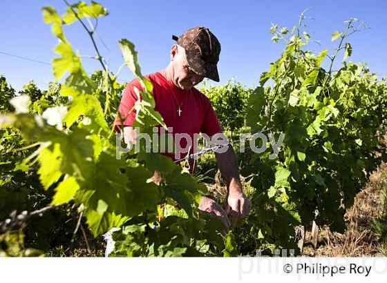 RELEVAGE MANUEL  DE  LA VIGNE EN ETE ,  AOC MONTAGNE SAINT-EMILION, VIGNOBLE DE BORDEAUX,  GIRONDE. (33V44238.jpg)